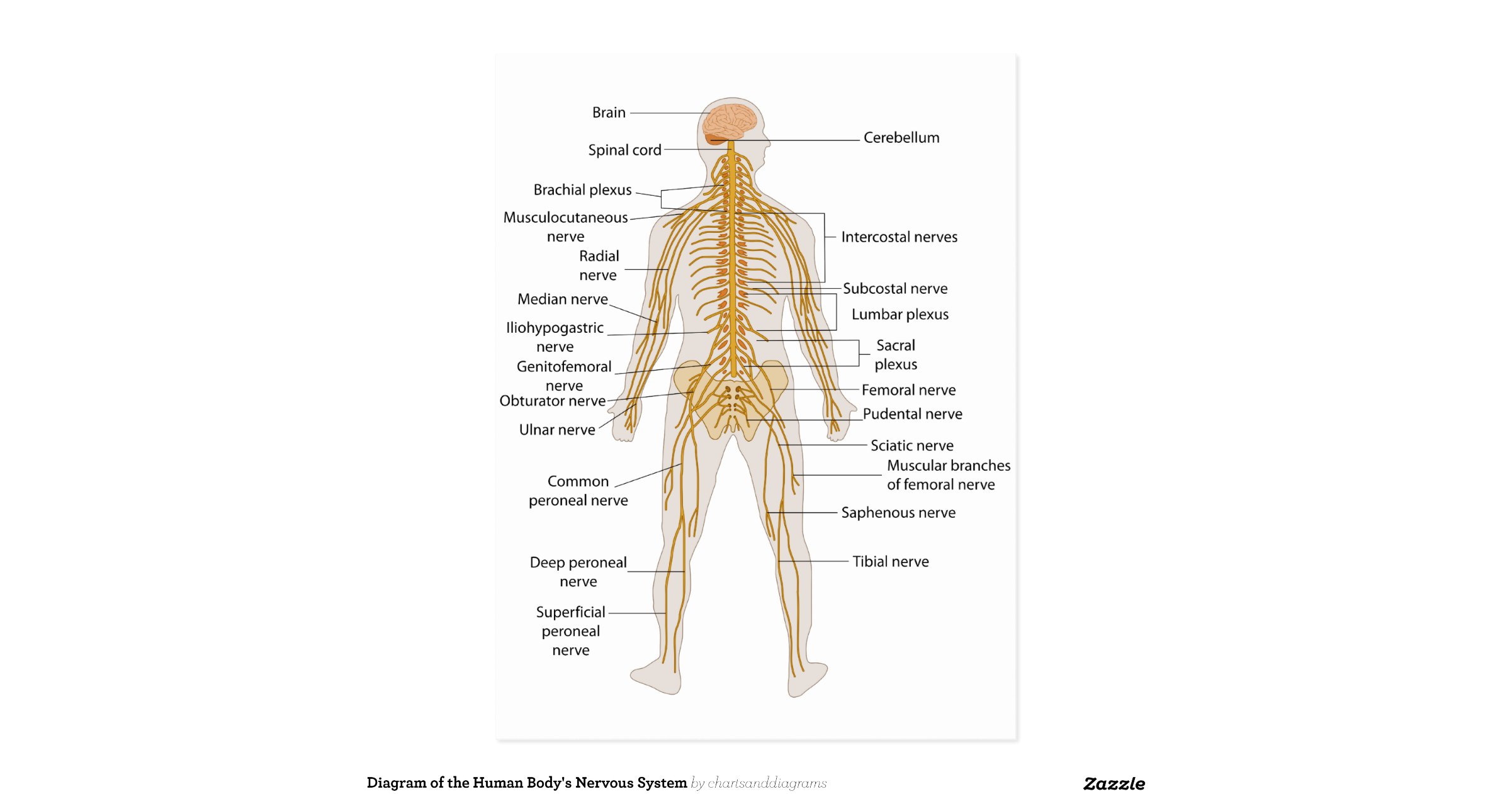 Blank Human Nervous System Diagram / Free Homeschool Notebooking Pages