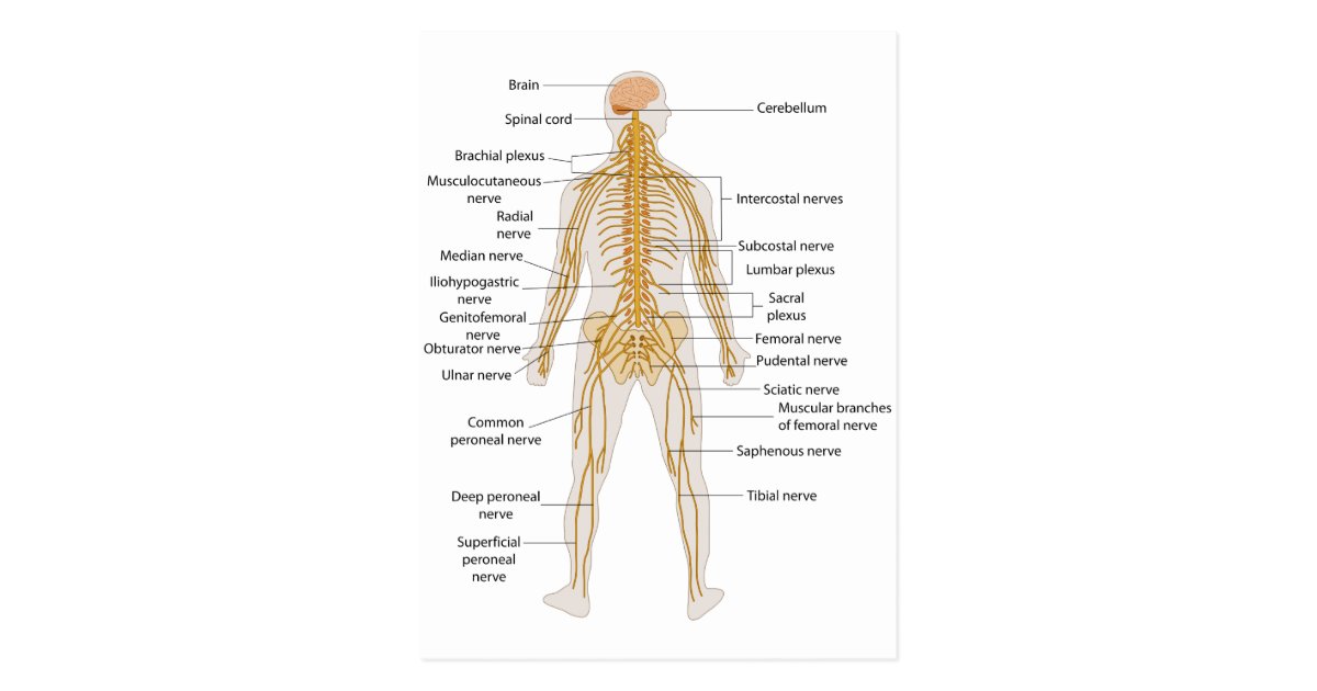 Diagram of the Human Body's Nervous System Postcard | Zazzle