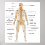 Diagram of the Human Body's Nervous System posters