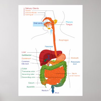 Diagram Digestive System