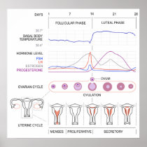 Diagram of the Human Female Menstrual Cycle Posters