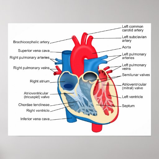 Diagram Of The Human Heart Poster 