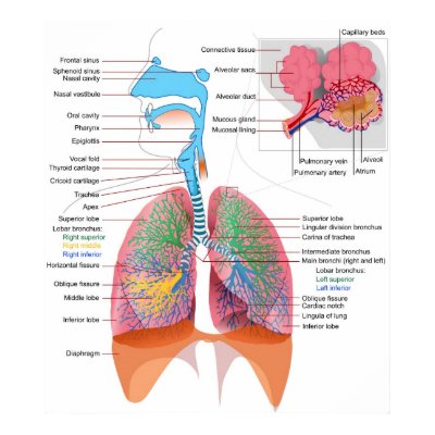 digestive system diagram. blank digestive system diagram