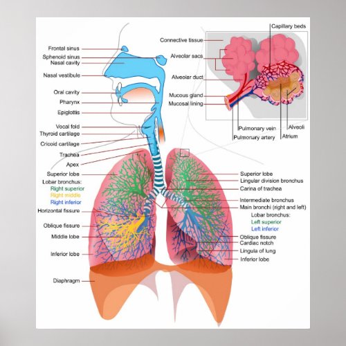 Diagram of the Human Respiratory System print