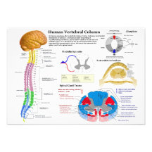 Diagram of the Human Vertebral Column Personalized Announcement