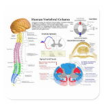 Diagram of the Human Vertebral Column Stickers