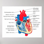 Diagram of the Individual Parts of the Human Heart Print