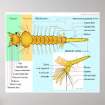 Diagram of the Larva of a Mosquito Culex Restuans posters