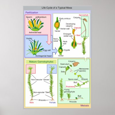 Moss Capsule Diagram