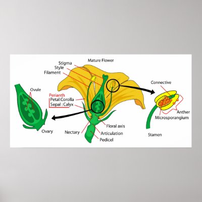 Diagram Partsflower on Diagram Of The Main Parts Of A Mature Flower Posters From Zazzle Com