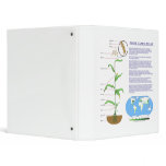 Diagram of the Maize Corn Plant 3 Ring Binders