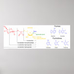Diagram of the Major Nucleotide Molecules Print