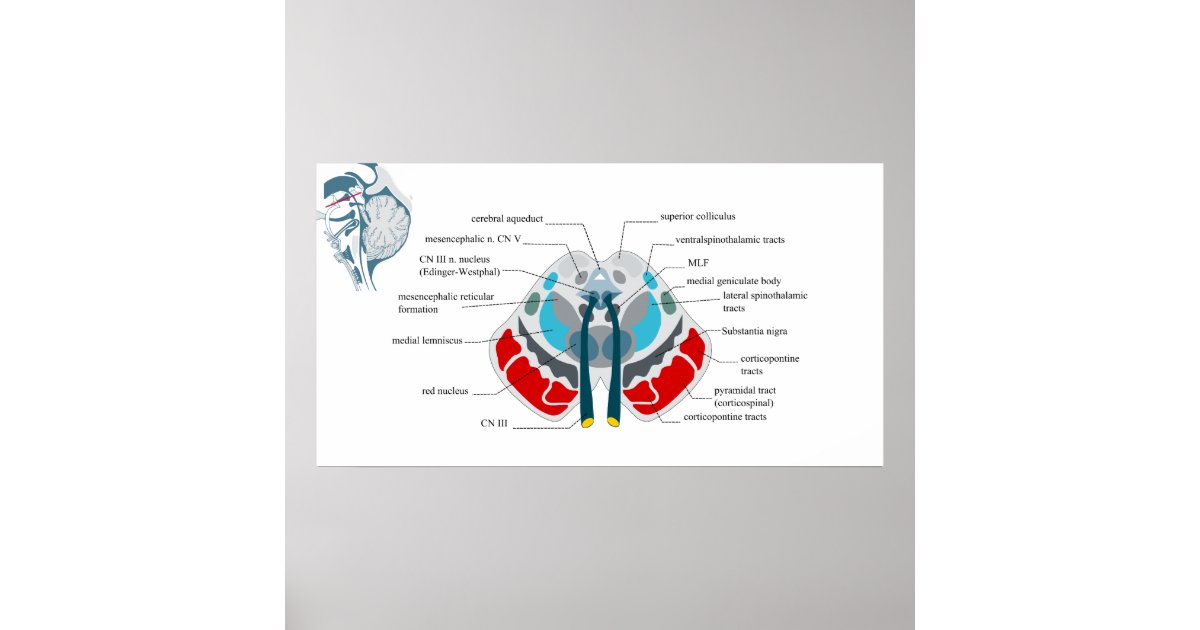 Diagram of the Midsection of the Human Brain Poster | Zazzle