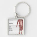 Diagram of the muscular system key chain