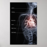 Diagram of the respiratory system and the heart posters