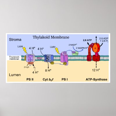 What Are Thylakoids