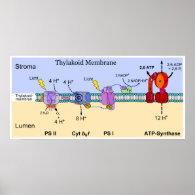 Diagram of the Thylakoid Membrane of Chloroplasts Posters