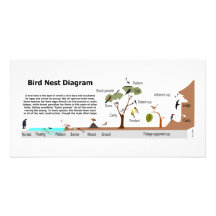 Diagram of Various Bird Nests Photo Card