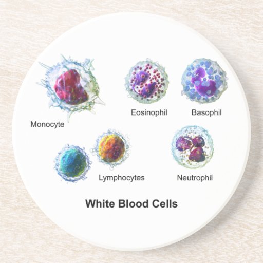 diagram_of_white_blood_cells_leukocytes_coaster rcb73474ba7244602af8d23ca4052c6de_x7jy0_8byvr_512