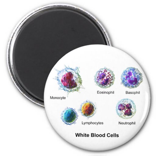 Diagram Of White Blood Cells Leukocytes Refrigerator