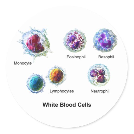 Diagram Of White Blood Cells Leukocytes Classic Round