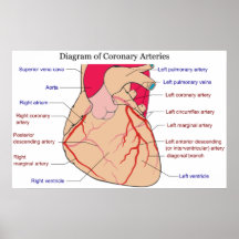 Diagrama de las arterias coronarias de un corazón  impresiones