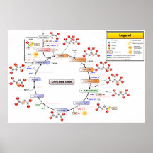 Diagrama detallado del ciclo de ácido cítrico impresiones