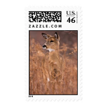 Dialed In Postage Stamps