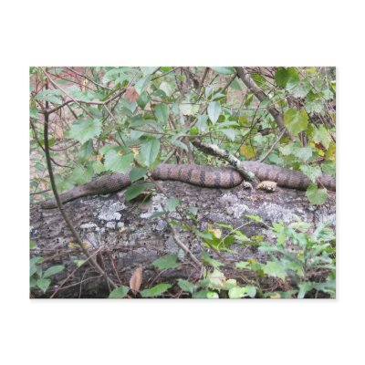 Diamond-back Watersnake on Log Post Card by naturegirl7