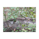 Diamond-back Watersnake on Log Post Card