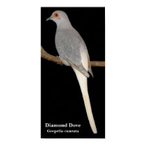 diamond dove, Diamond Dove , Geopelia cuneata posters