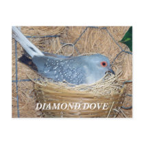 DIAMOND DOVE ON NEST POSTCARD