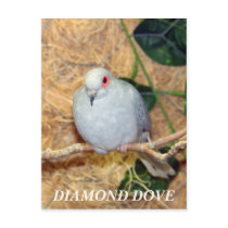 DIAMOND DOVE POSTCARD
