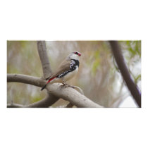 Diamond Firetail Finch Picture Card