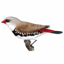 Diamond Firetail Finch - Stagonopleura guttata t-shirts