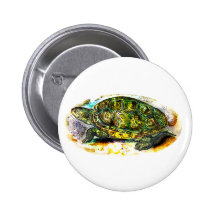 diamondback Terrapin Turtle from JungleWalk.Com