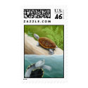 Diamondback Terrapin Turtles Postage postage