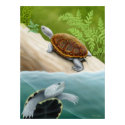 Diamondback Terrapin Turtles Poster posters by twopurringcats Diamondback Terrapin Turtles Poster posters