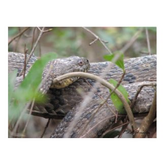 Diamondback Water Snake Poster print