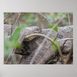Diamondback Water Snake Poster posters