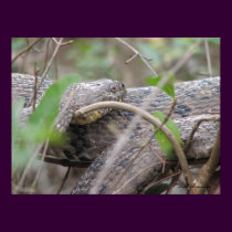 Diamondback Water Snake Poster posters by naturegirl7 Diamondback Water Snake Poster posters