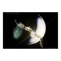 Diana's Bow 2000 posters