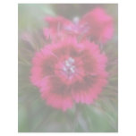 Dianthus Barbatus - Deep Red Letterhead Design