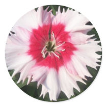 Dianthus Flower Decorative Sticker Seal by Augie_Designs Dianthus Flower Decorative Sticker Seal