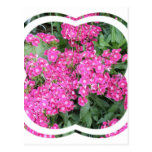 Dianthus Perennial Postcard