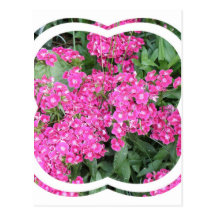 Dianthus Perennial Postcard
