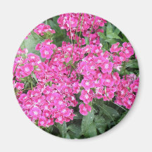 Dianthus Perennial Round Magnet