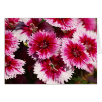 Dianthus Pinks cards