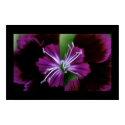 dianthus posters by tjojones dianthus posters