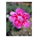 "Dianthus" posters by michaelsnydermusic "Dianthus" posters